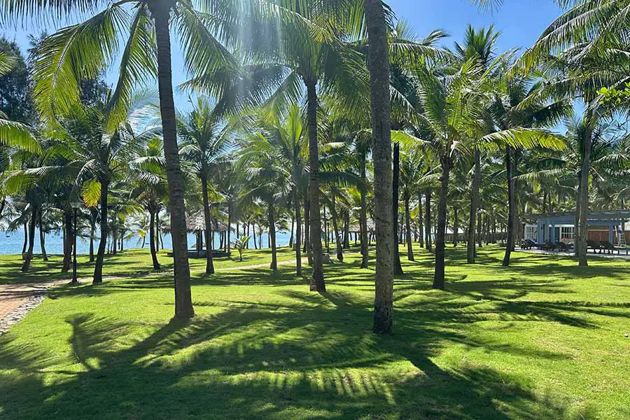 palm trees rmh le belhamy beach resort